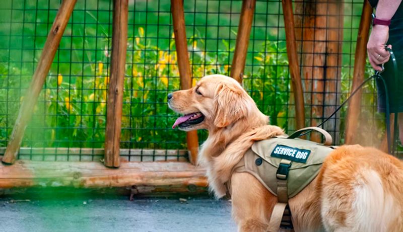 A golden retriever service dog stands in front of fence with grass